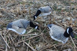 Canadian Blue Goose Hunter Pack