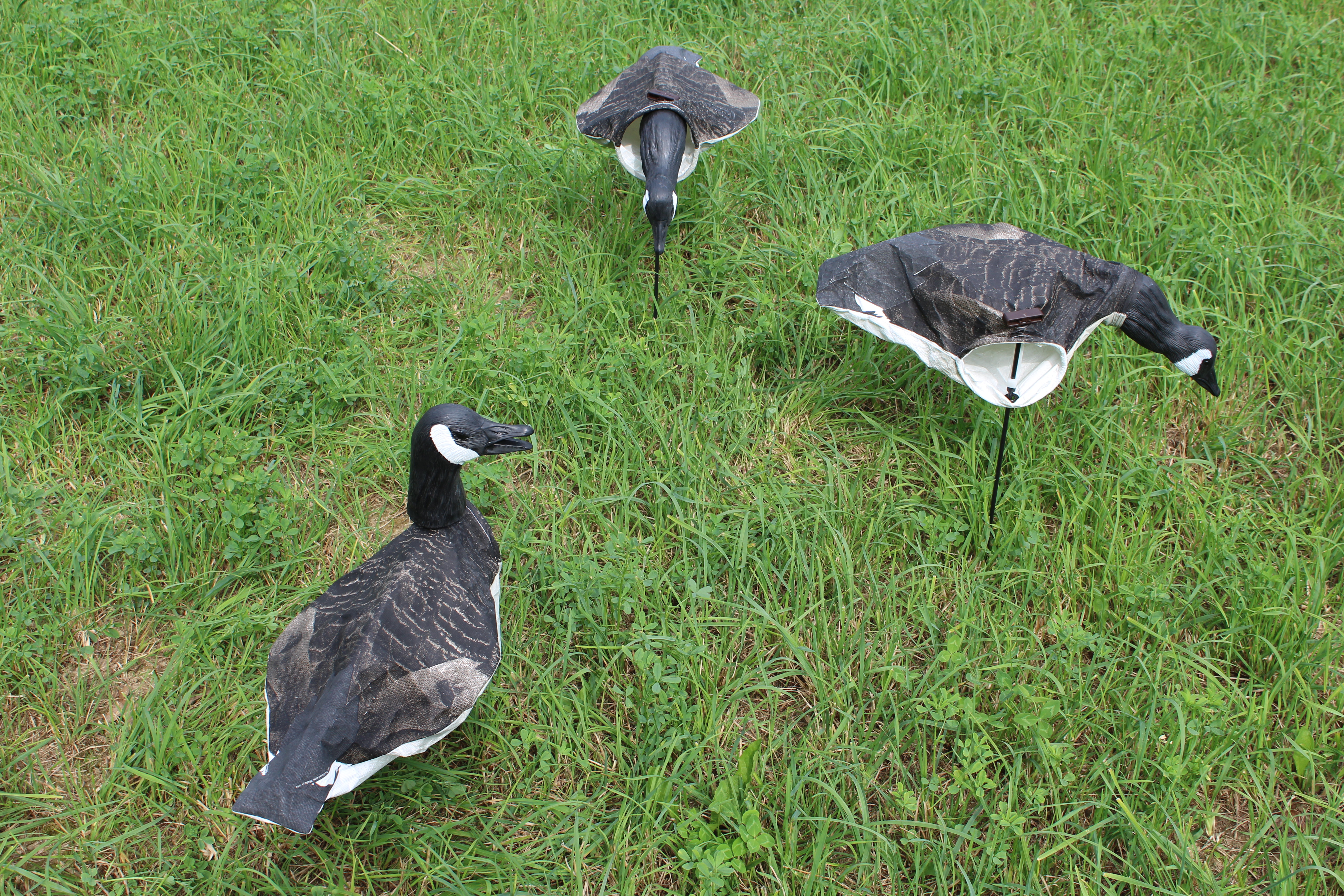 Canada Goose Painted Head Series Decoy American Made Decoys Anser Decoys